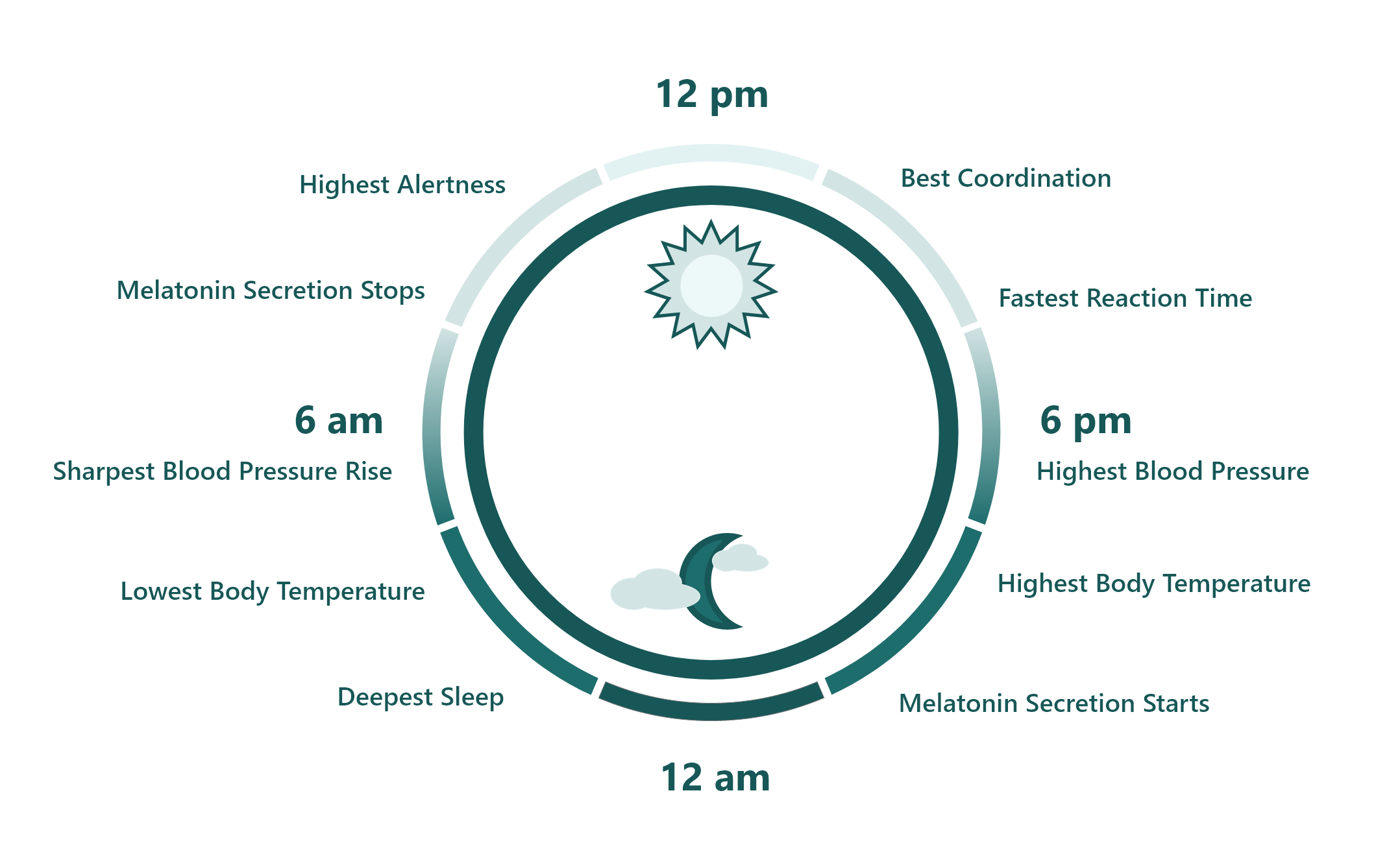 Circadian rhythm graph