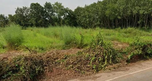 Main roadside image of Land for sale Nong Thum, Seka District, Bueng Kan