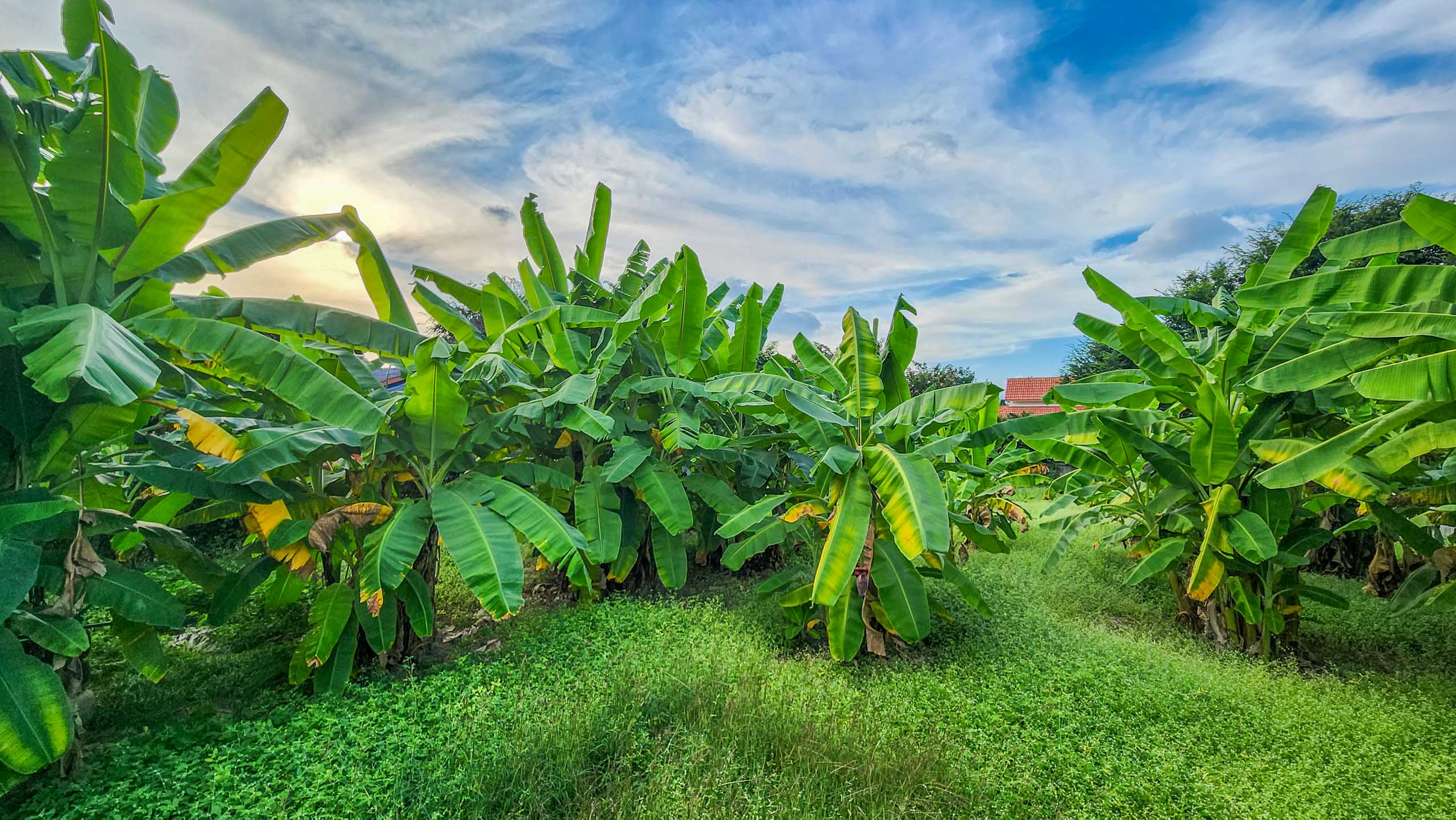 Land - Residential - For Sale - Saraphi, Chiang Mai