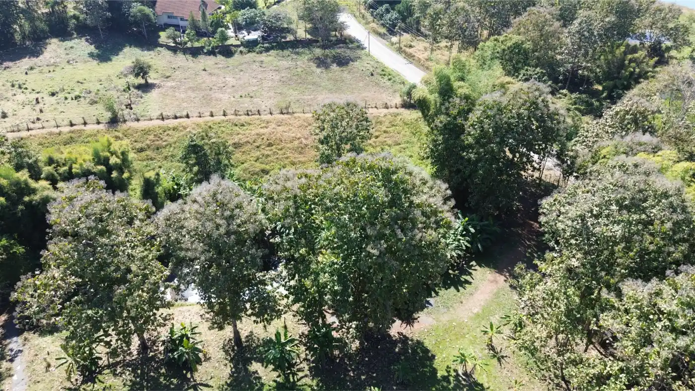 Own a 14-Rai Sanctuary with Teak House in Scenic Mae On