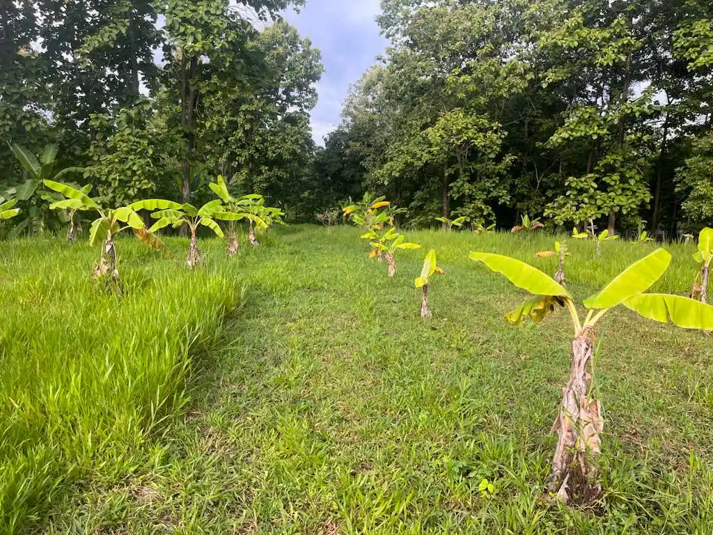 Own a 14-Rai Sanctuary with Teak House in Scenic Mae On