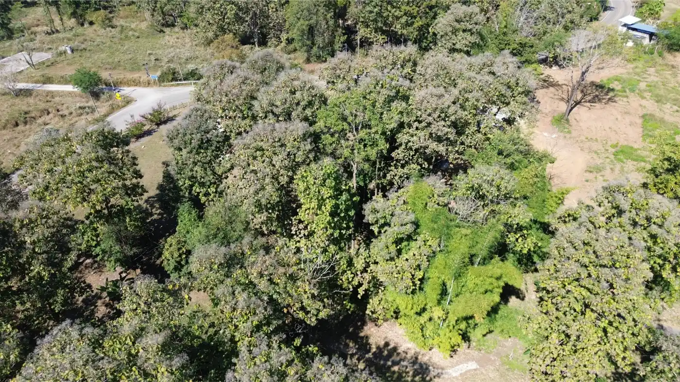 Own a 14-Rai Sanctuary with Teak House in Scenic Mae On