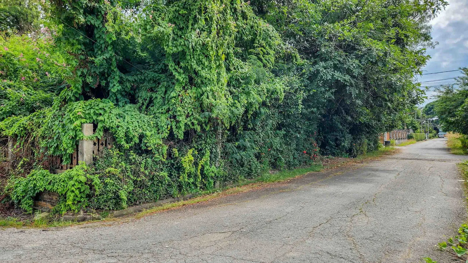Land - Residential - For Sale - San Sai, Chiang Mai — photo 4 of 10