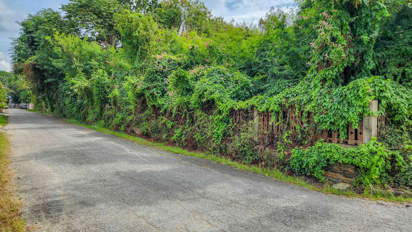 Land - Residential - For Sale - San Sai, Chiang Mai — photo 2 of 10