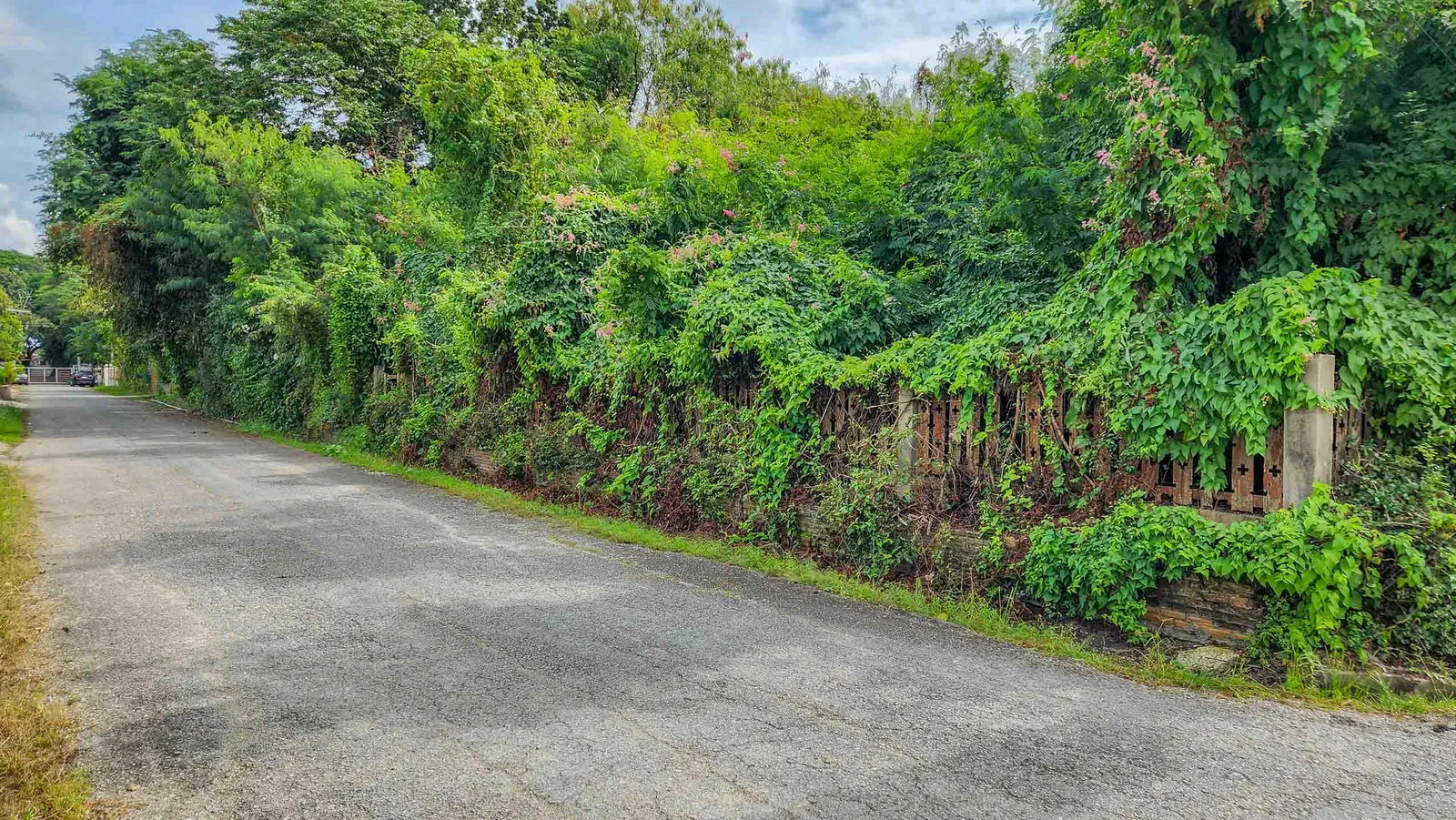 Land - Residential - For Sale - San Sai, Chiang Mai — photo 2 of 10
