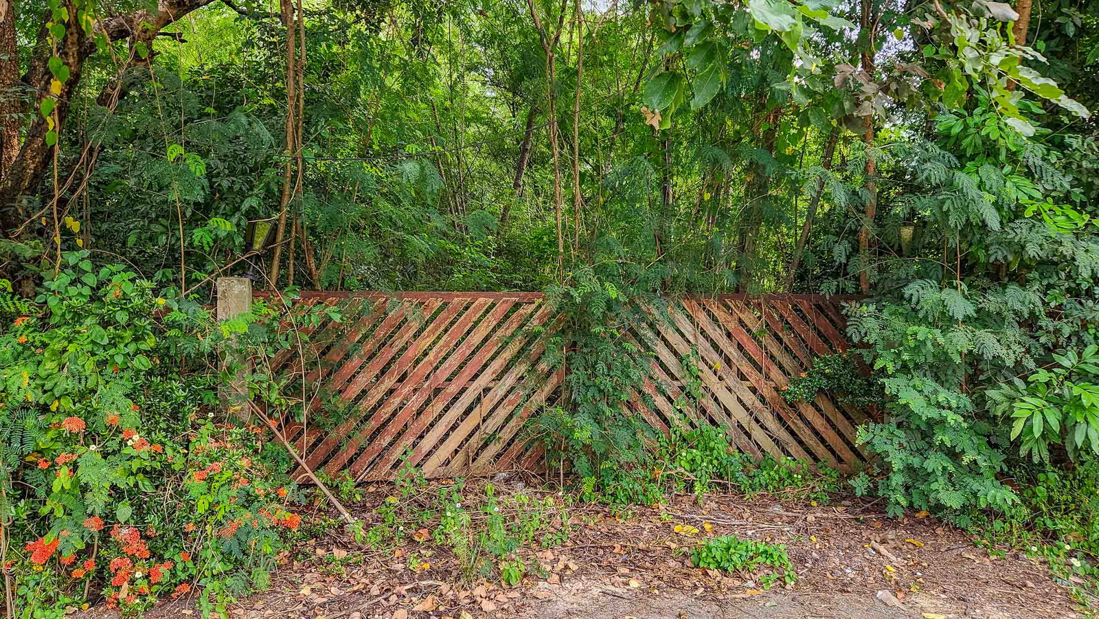 Land - Residential - For Sale - San Sai, Chiang Mai — photo 6 of 10