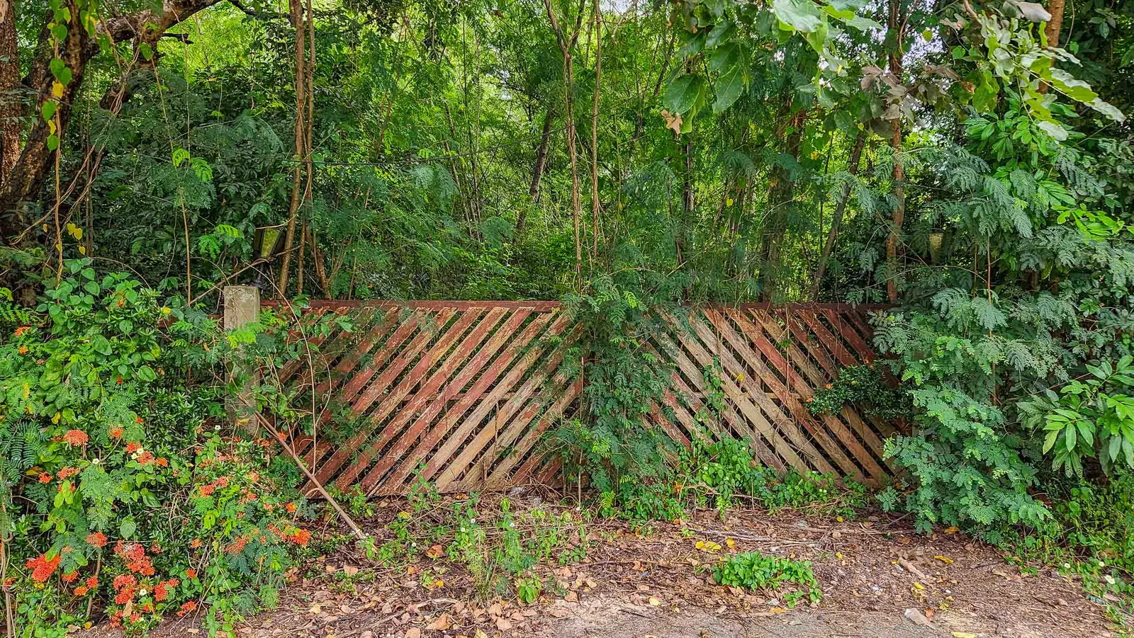 Land - Residential - For Sale - San Sai, Chiang Mai — photo 6 of 10