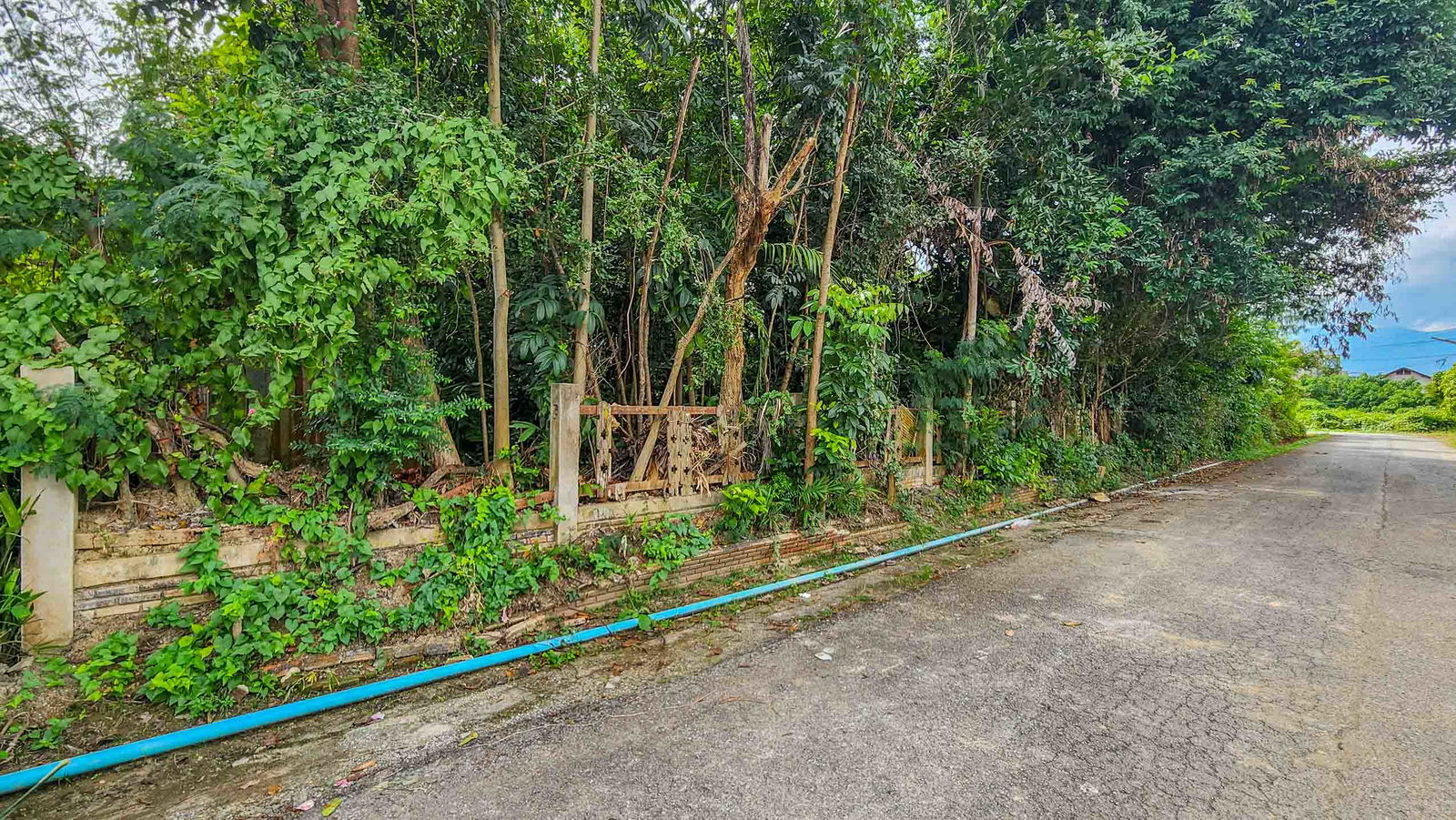 Land - Residential - For Sale - San Sai, Chiang Mai — photo 3 of 10