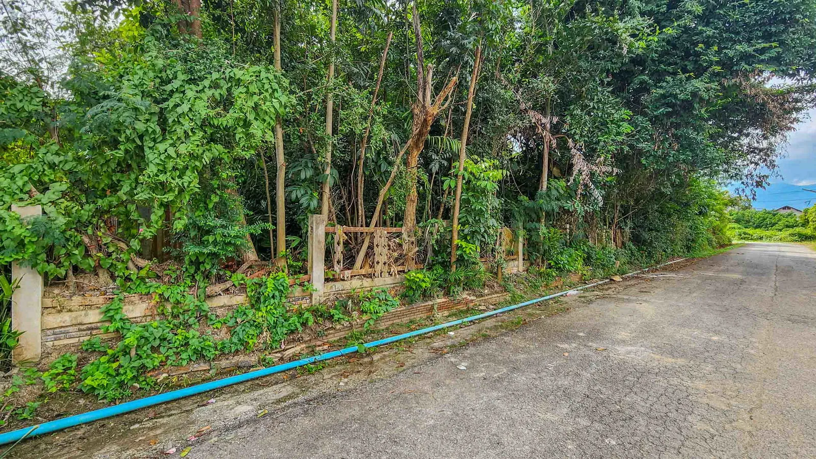 Land - Residential - For Sale - San Sai, Chiang Mai — photo 3 of 10