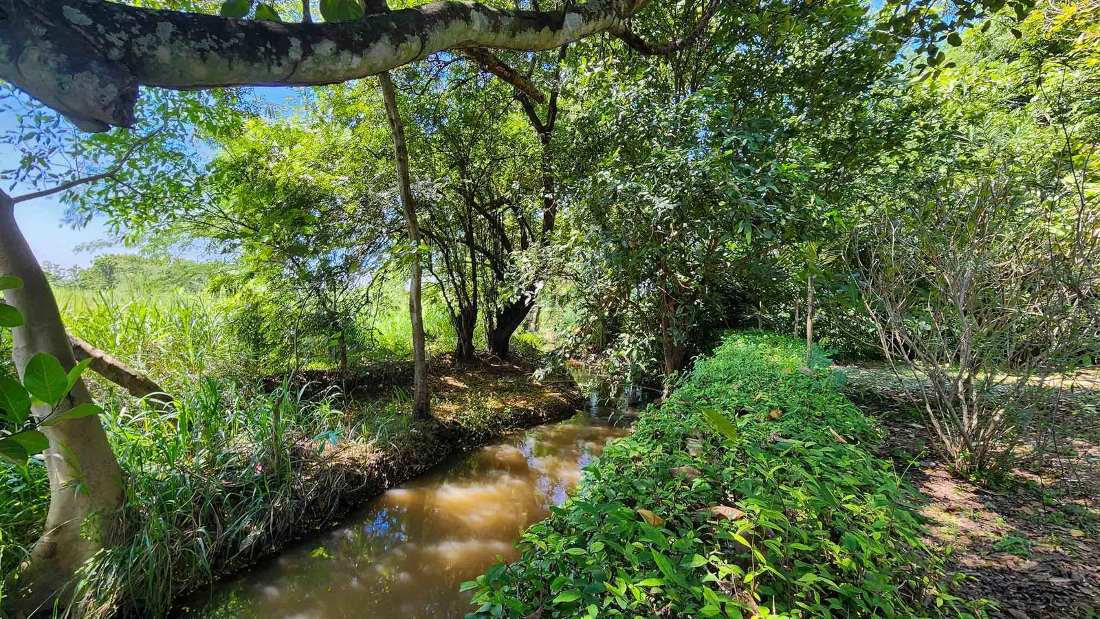 ขายที่ดินที่พัฒนาใน หางดง 7.5 ไร่ — photo 7 of 20