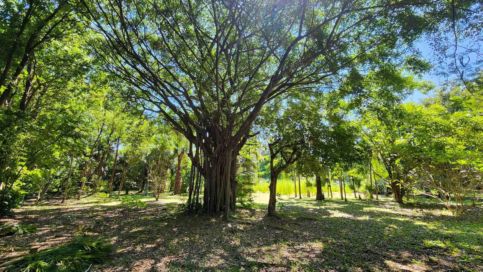 ขายที่ดินที่พัฒนาใน หางดง 7.5 ไร่ — photo 16 of 20