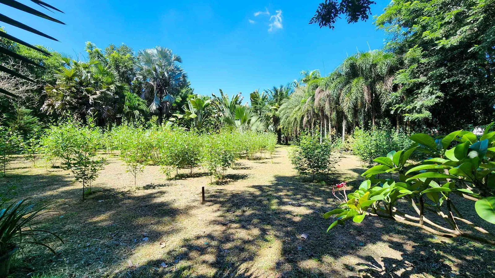 ขายที่ดินที่พัฒนาใน หางดง 7.5 ไร่ — photo 4 of 20