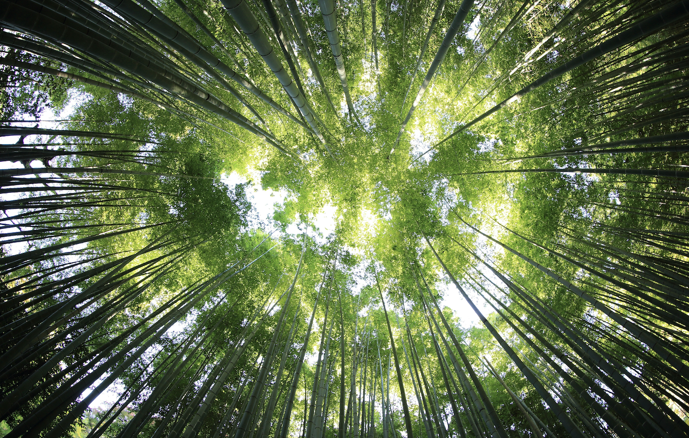Supply chain carbon footprint reduction with AI-driven forecasting