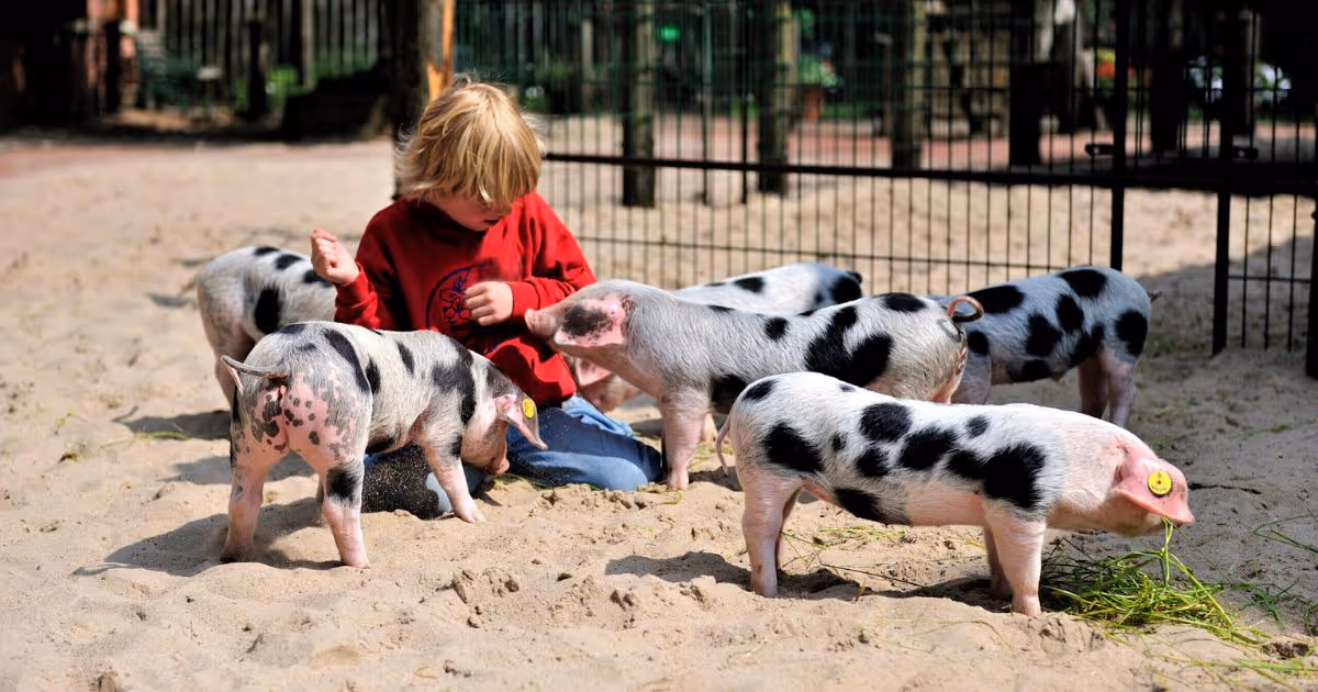 Kind spielt mit gefleckten Ferkeln im Sandgehege eines Bauernhofs