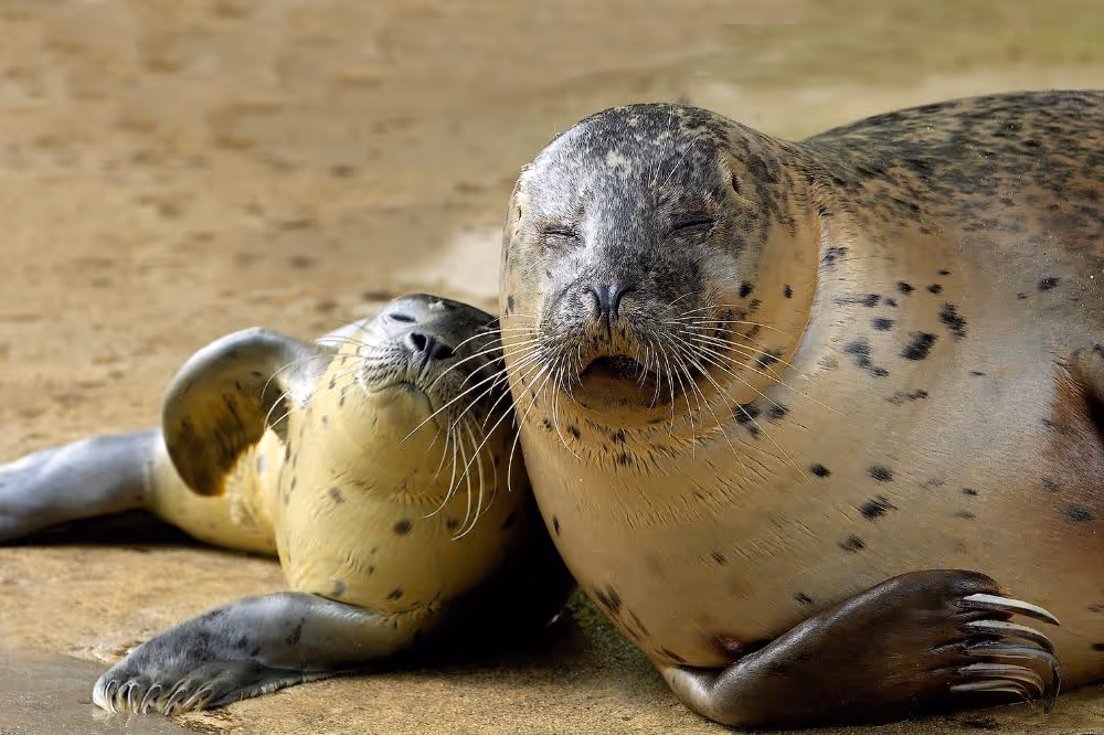 Zwei Robben kuscheln entspannt zusammen auf sandigem Untergrund