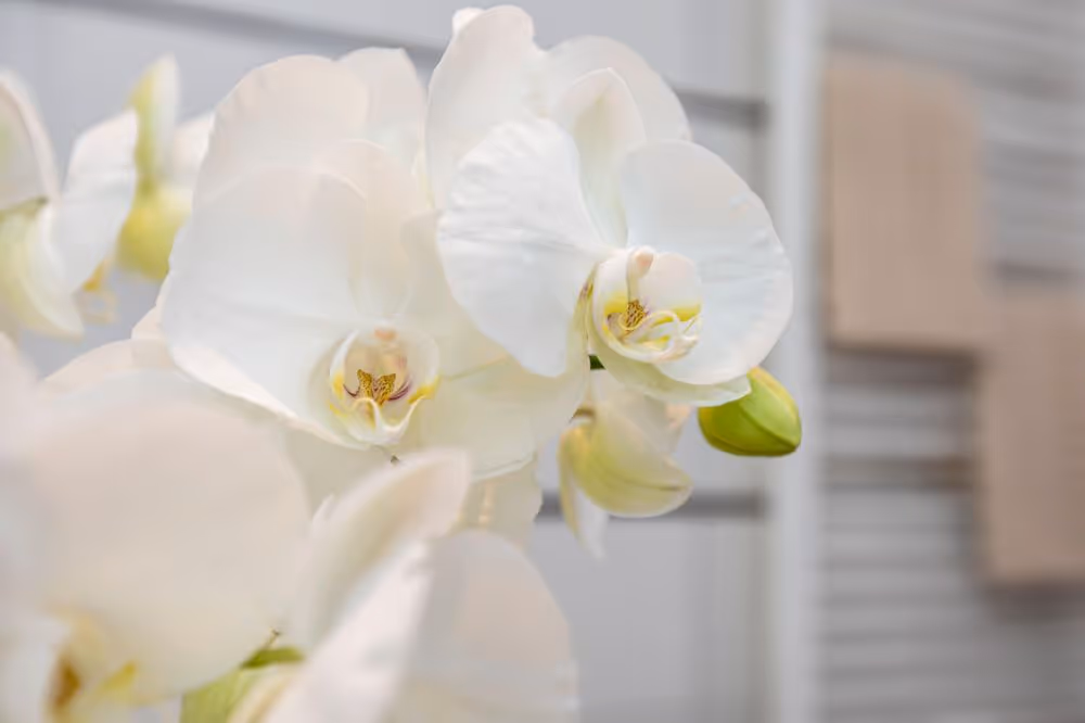 Weiße Orchideen in voller Blüte vor einem unscharfen Hintergrund