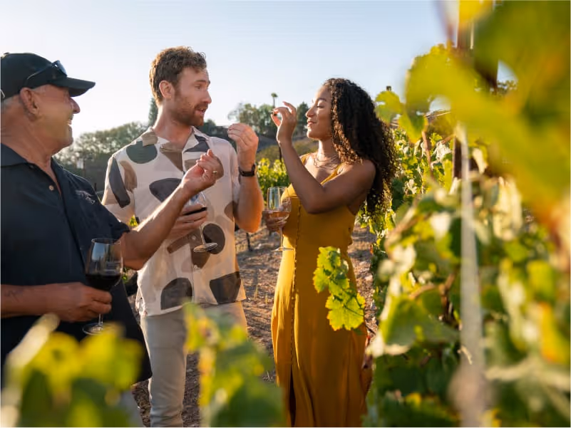 Three people in a vineyard enjoying wine tasting, holding wine glasses and discussing grapes during sunset.