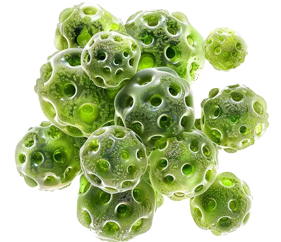 Cluster of translucent green spherical microorganisms with multiple circular openings on their surfaces.