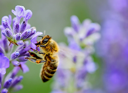 Image of a bee gathering pollen