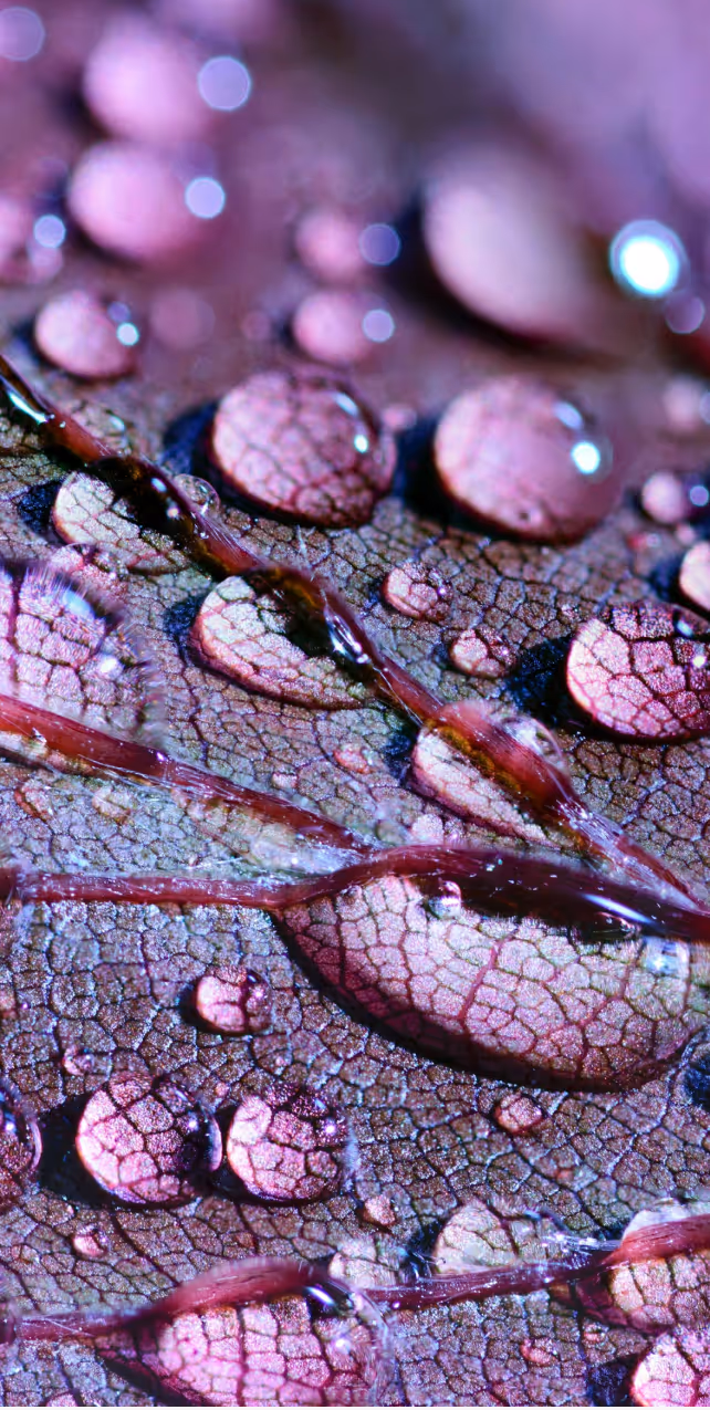 Macro picture of drops of water on a purple leaf