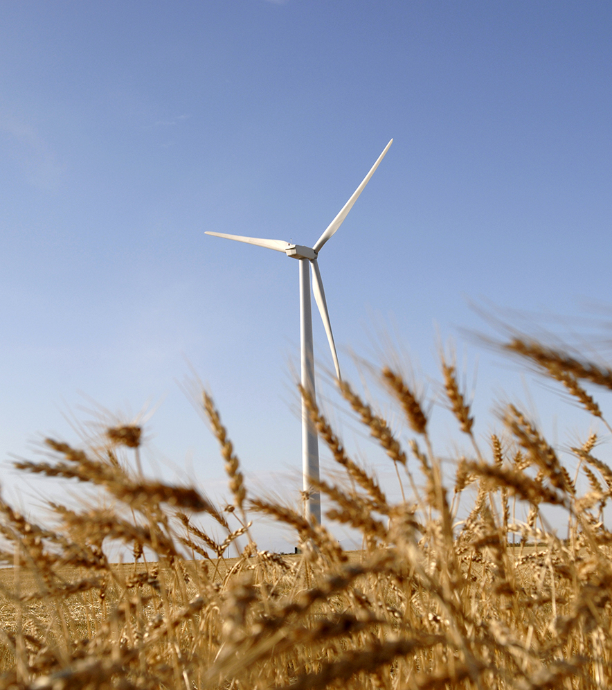 Wind turbine in wheat field