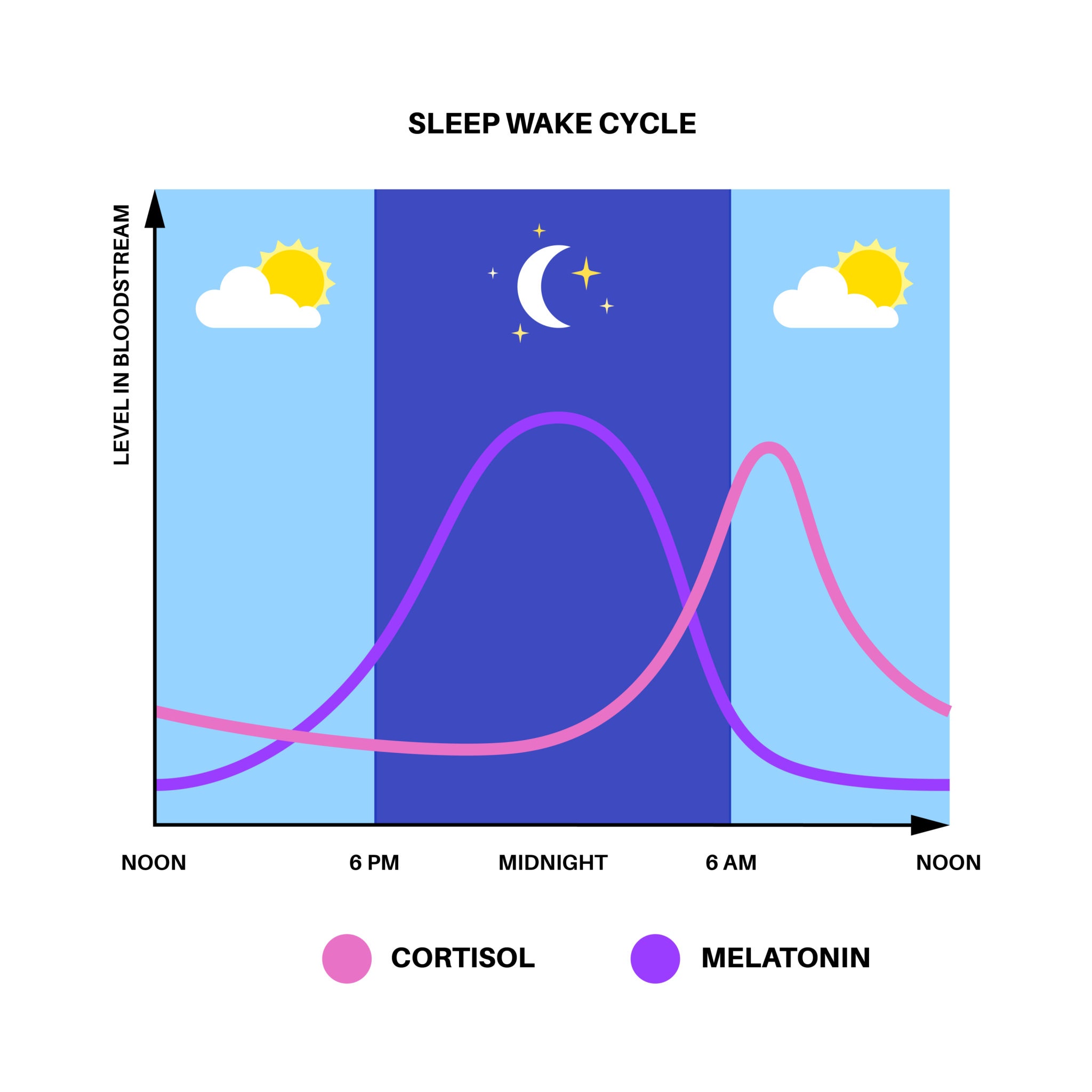 Image de the human sleep cycle and melatonin production