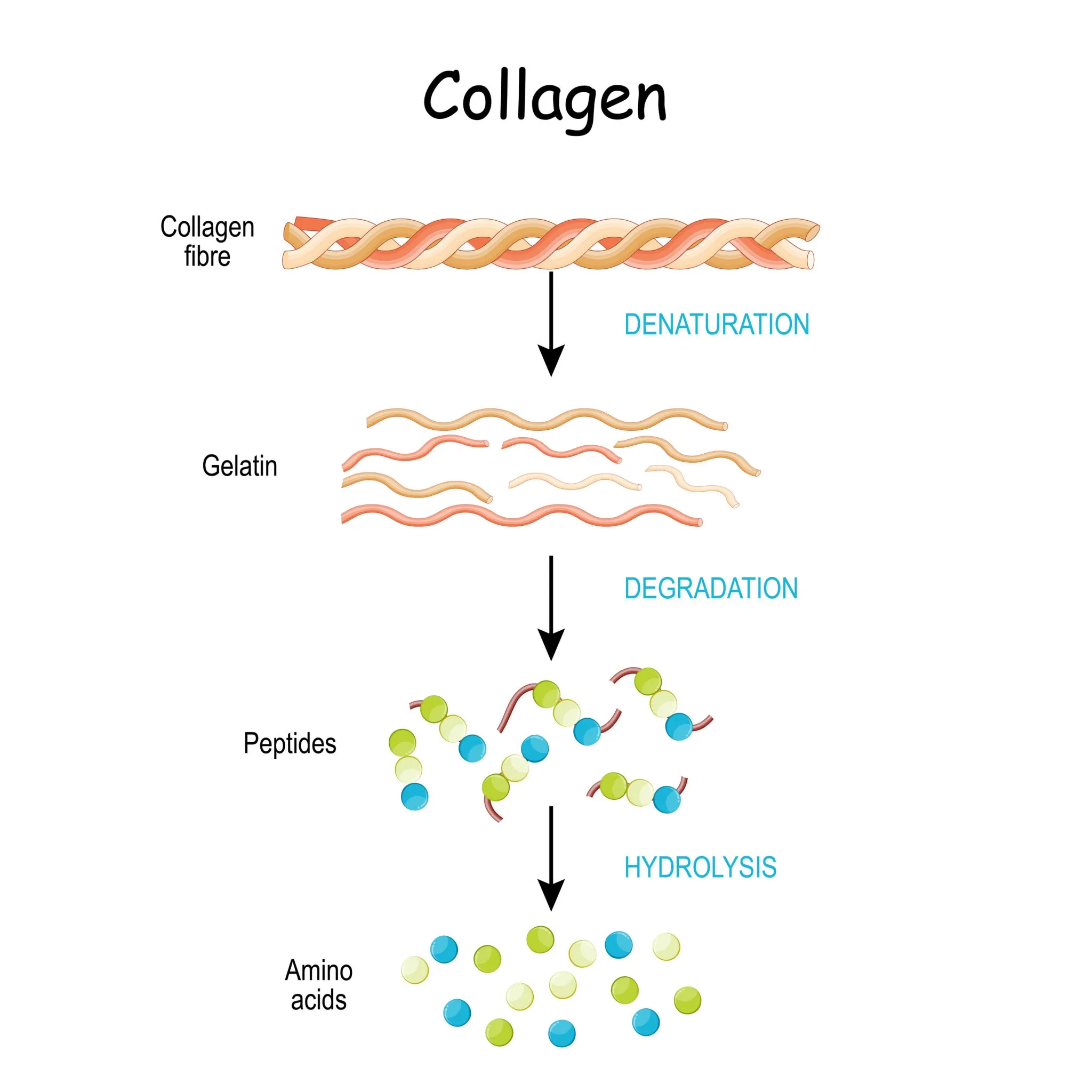 Image de hydrolyzed collagen peptide structure