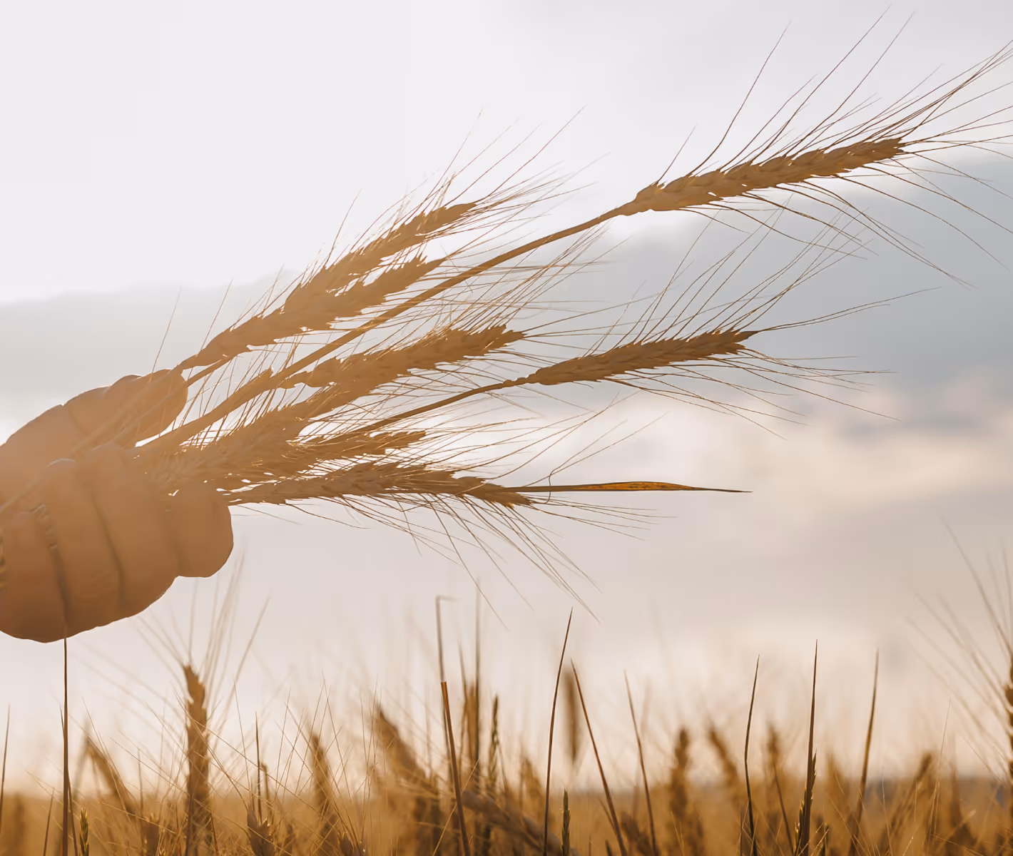 Wheat field with hand picking grain