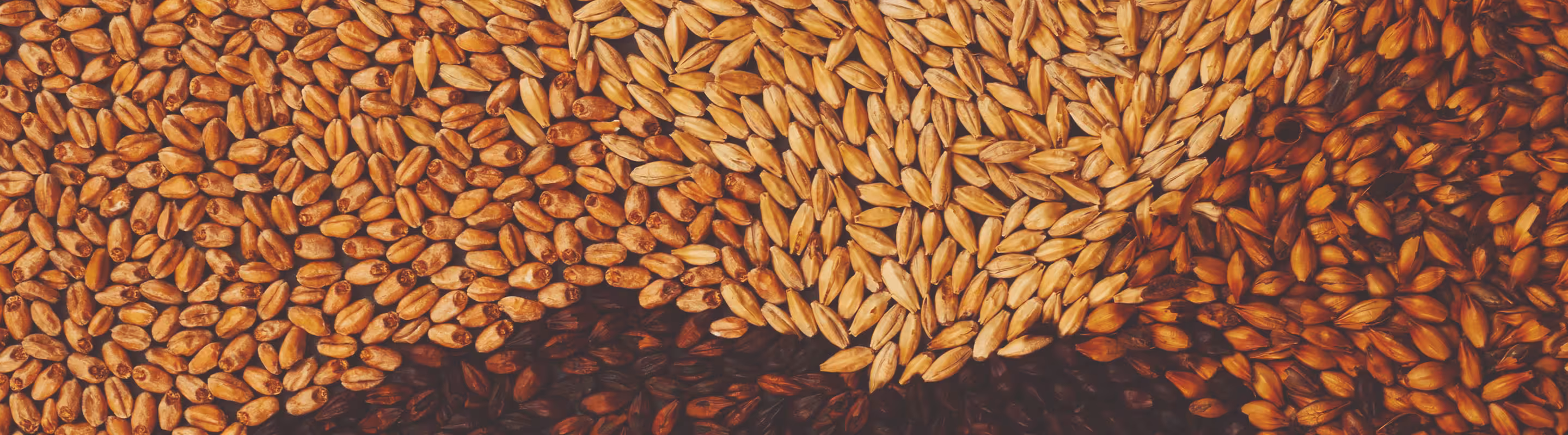 Close-up of malted barley grains