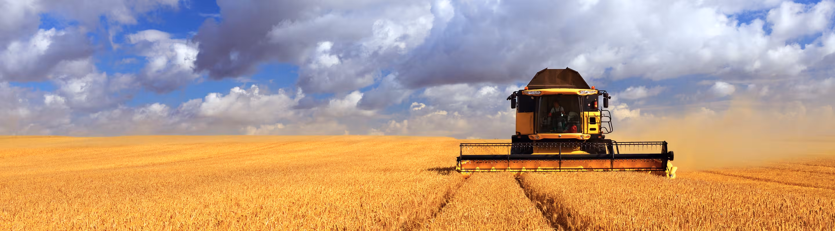Close-up of golden barley heads in sunlight
