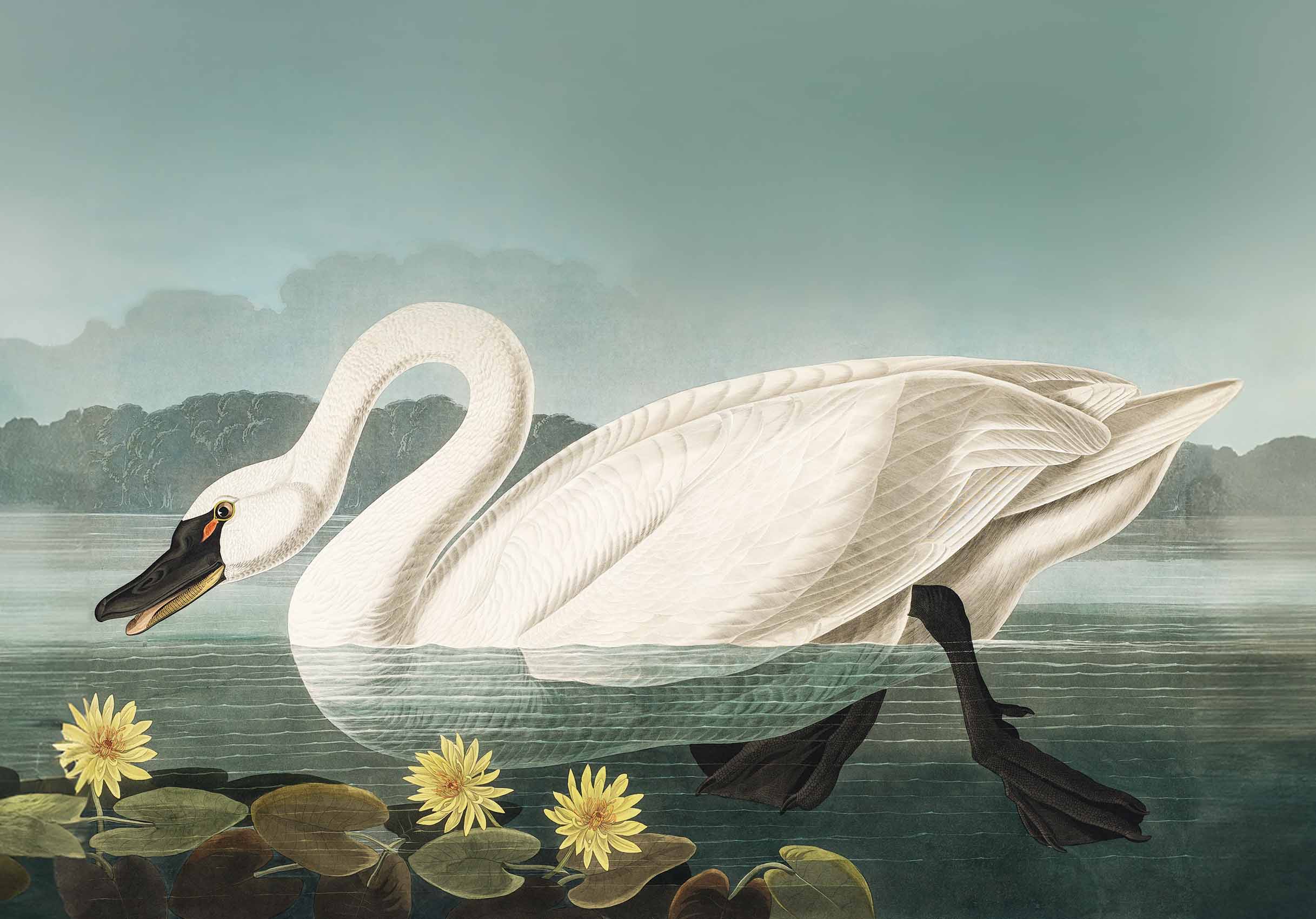 Ein Schwan schwimmt in einem See