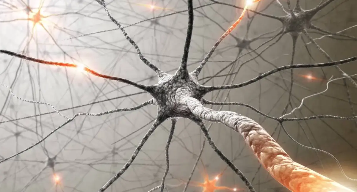 Medical illustration showing peripheral nerves branching from the spinal cord into the arm and hand