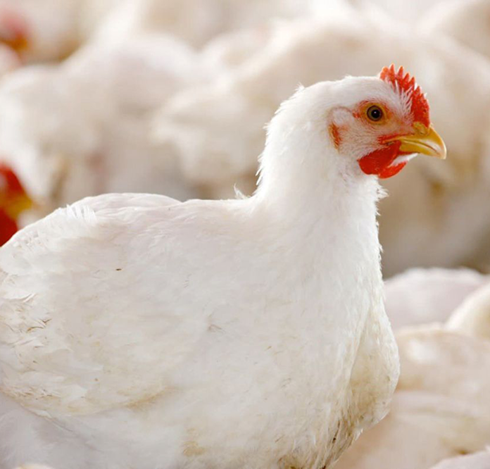 ElevateFeed™ Poultry feed additive field trial showing Ross 308 broiler performance improvements