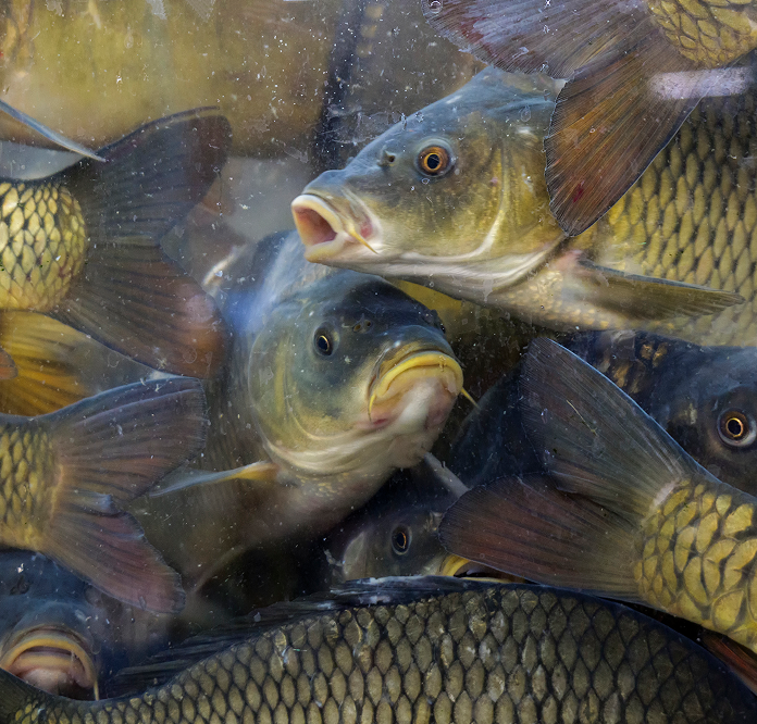 ElevateFeed™ Aqua feed additive field trial results showing carp growth performance