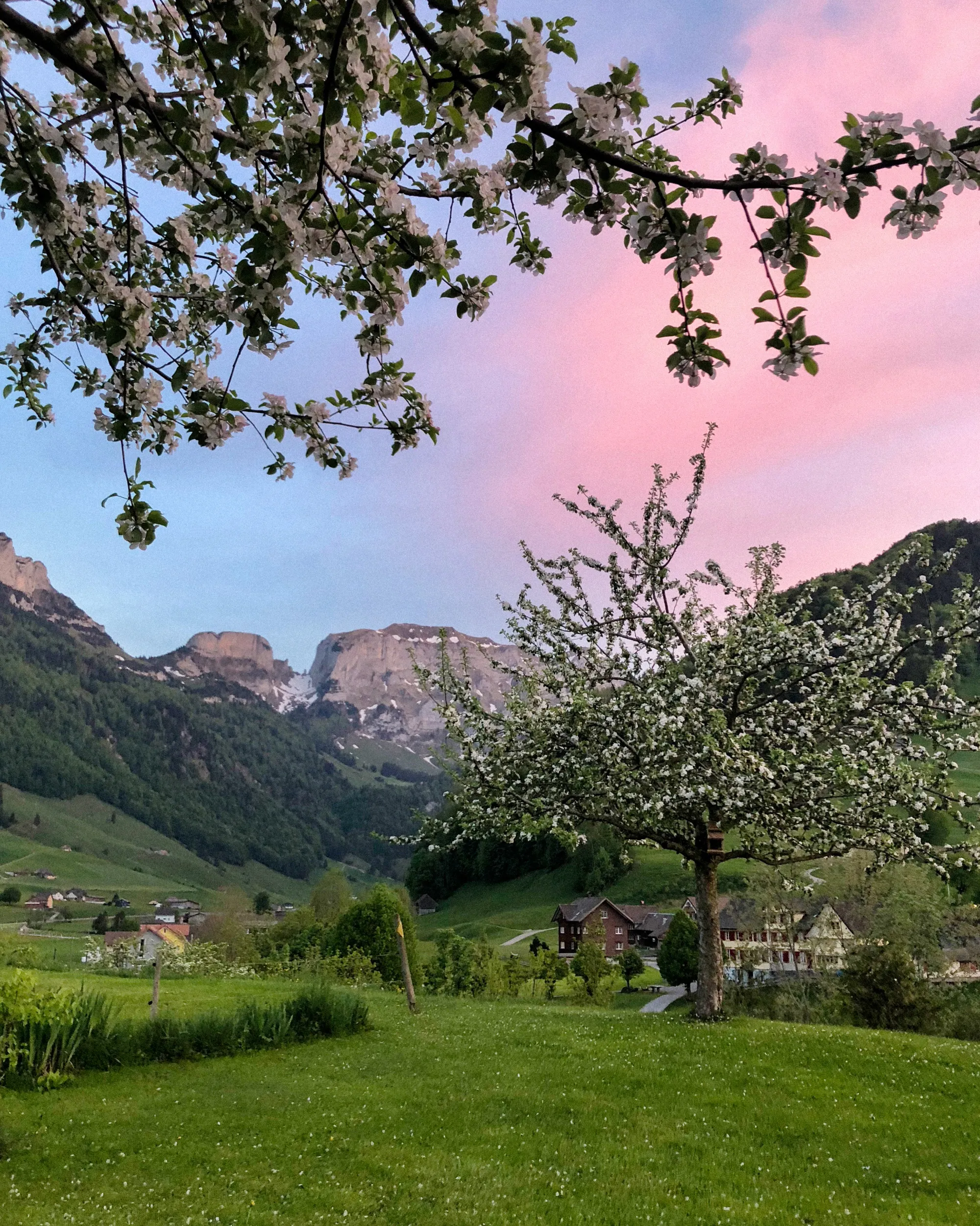 Blühender Obstbaum mit Blick ins Schwendedal und die Appenzeller Berglandschaft bei Sonnenuntergang.