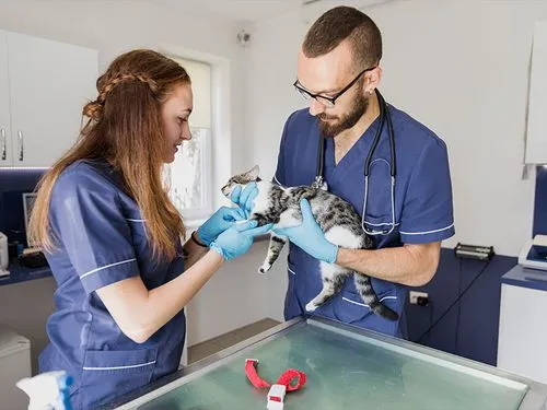 Veterinary Pharmacy