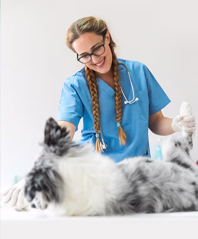 Veterinary Pharmacy