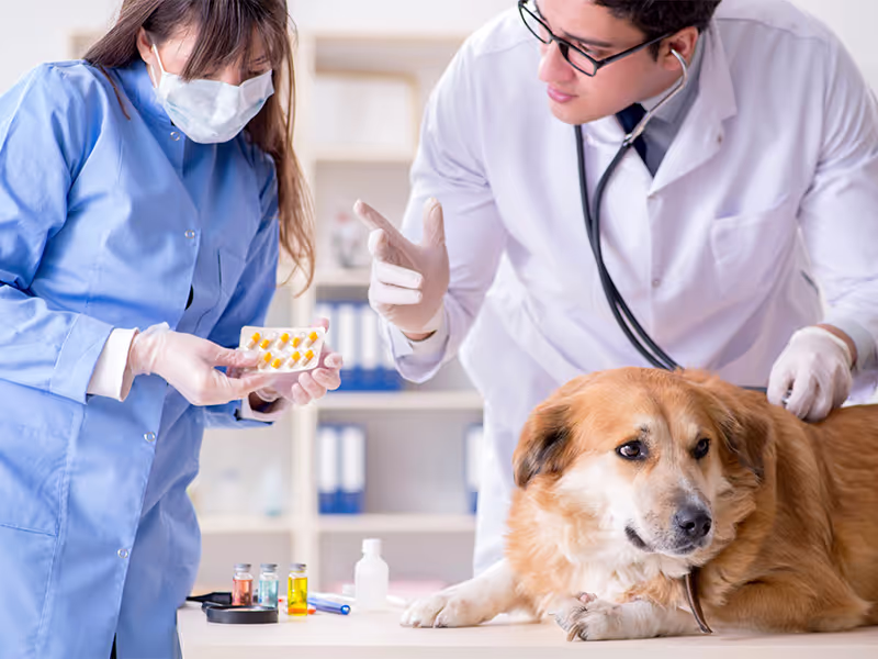 What Is Veterinary Compounding