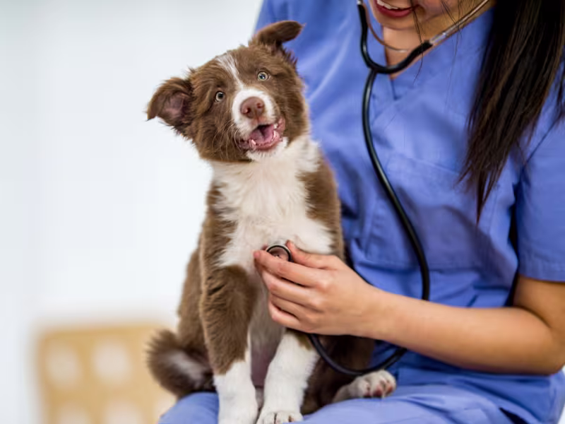 Compounded Pet Medications for Specific Conditions