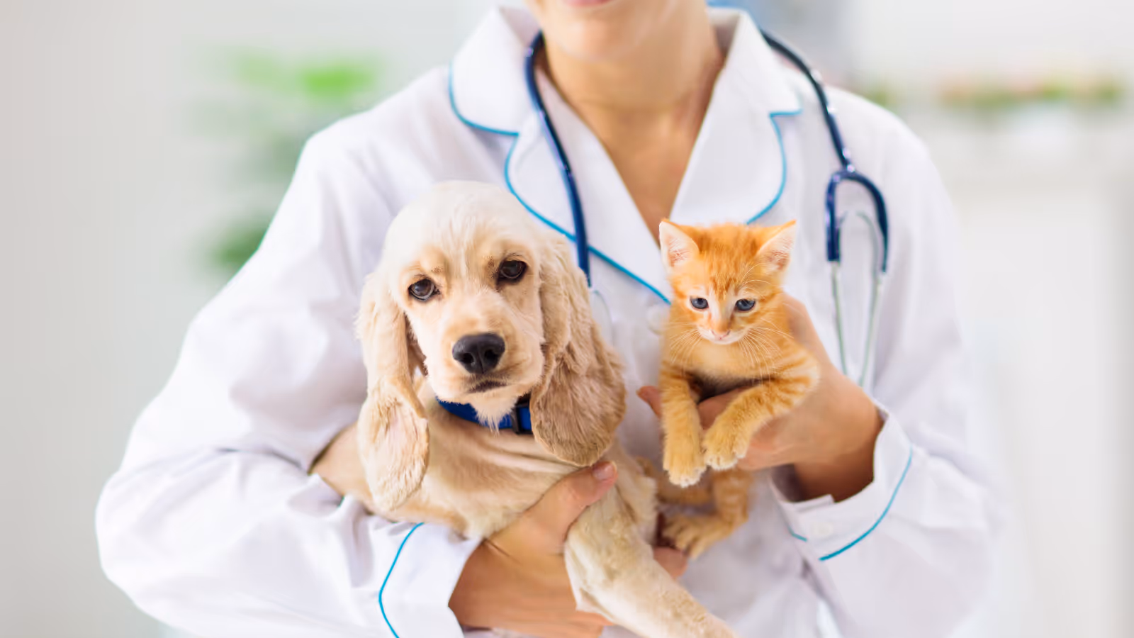 The Role of Veterinary Compounding Pharmacies in Canada