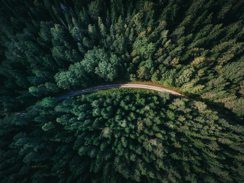 A winding path through misty green hills at sunrise