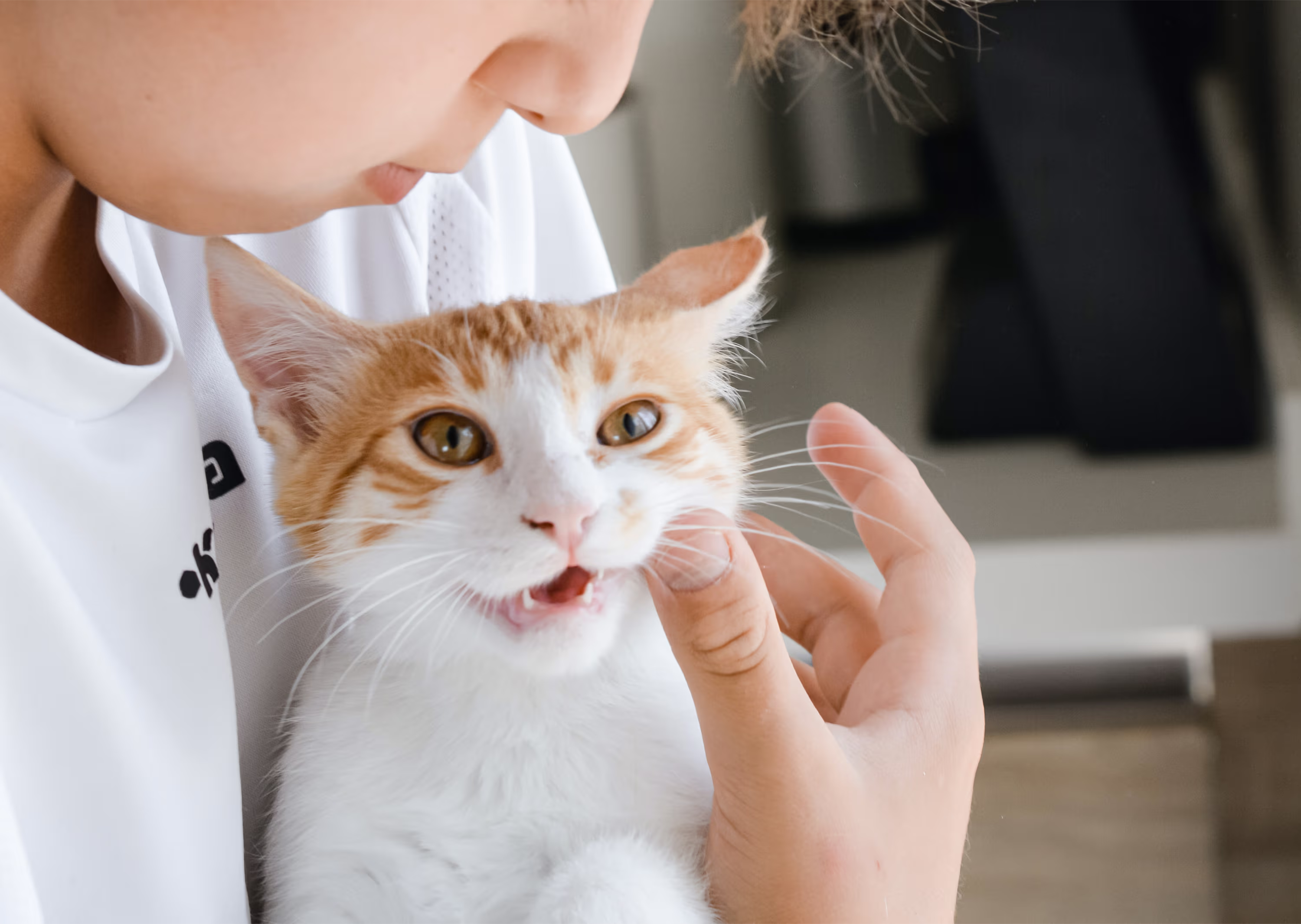 Katze mit Besitzer