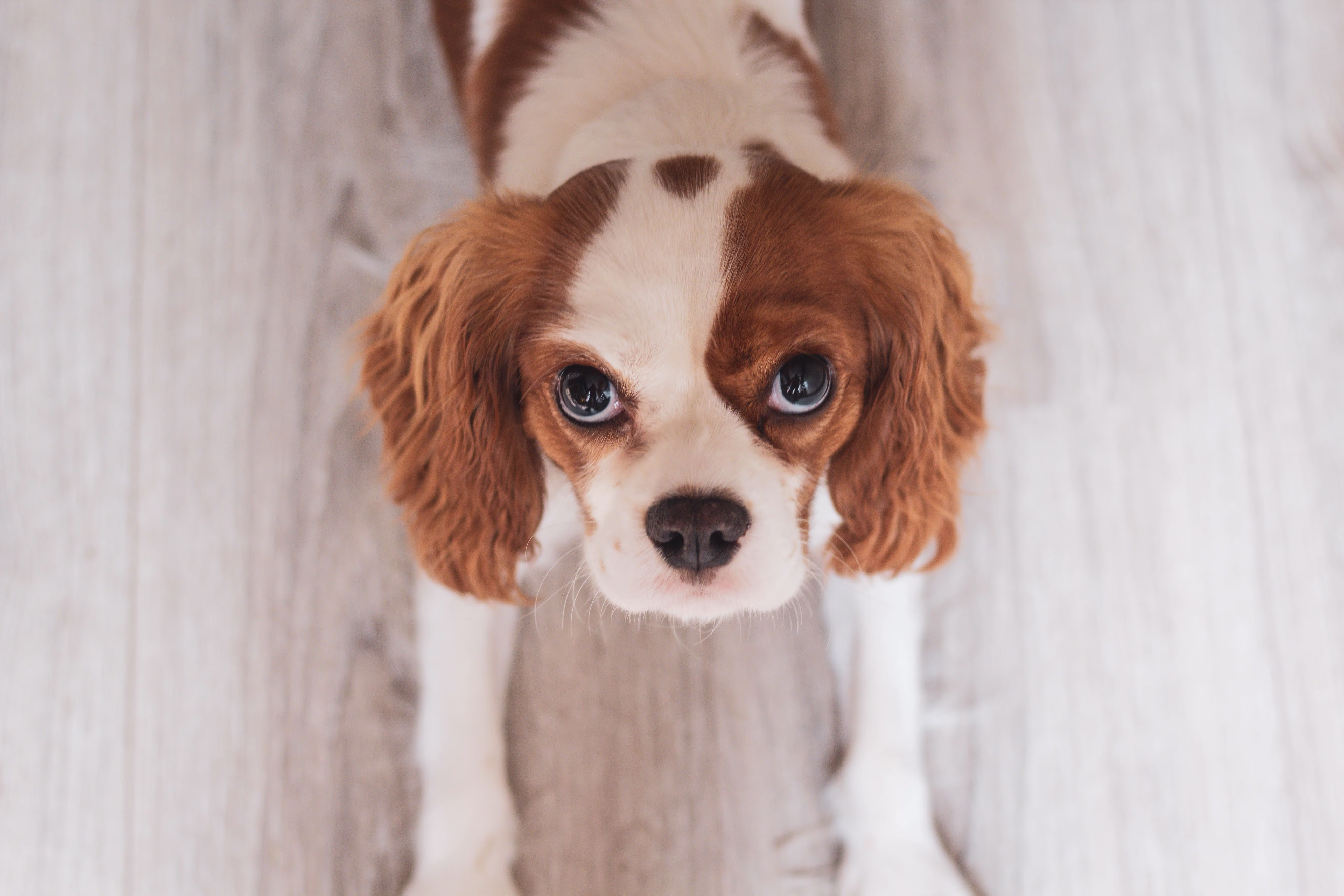 King Charles Spaniel schaut nach oben in die Kamera
