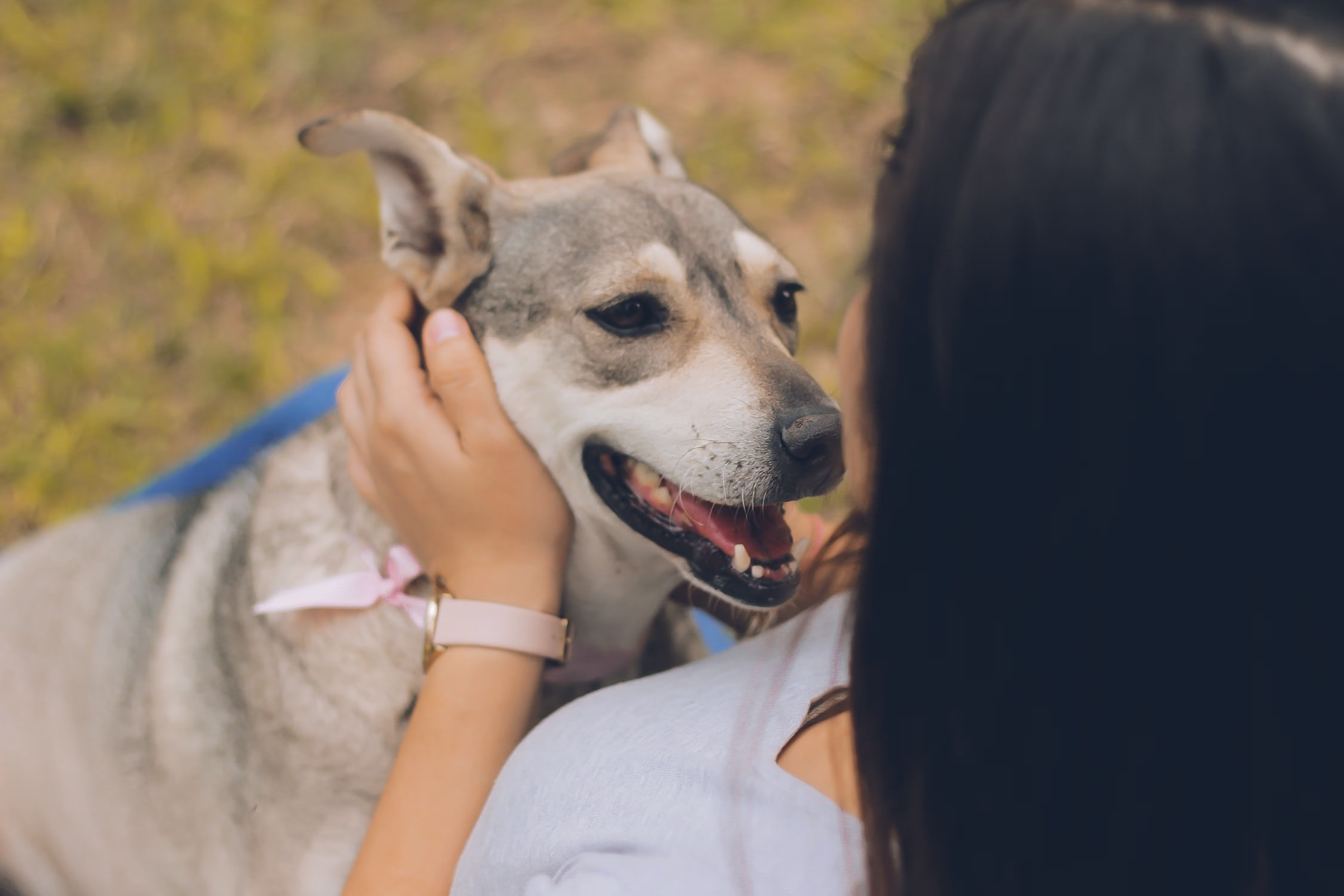 Glücklicher Hund, der von seinem Besitzer gestreichelt wird