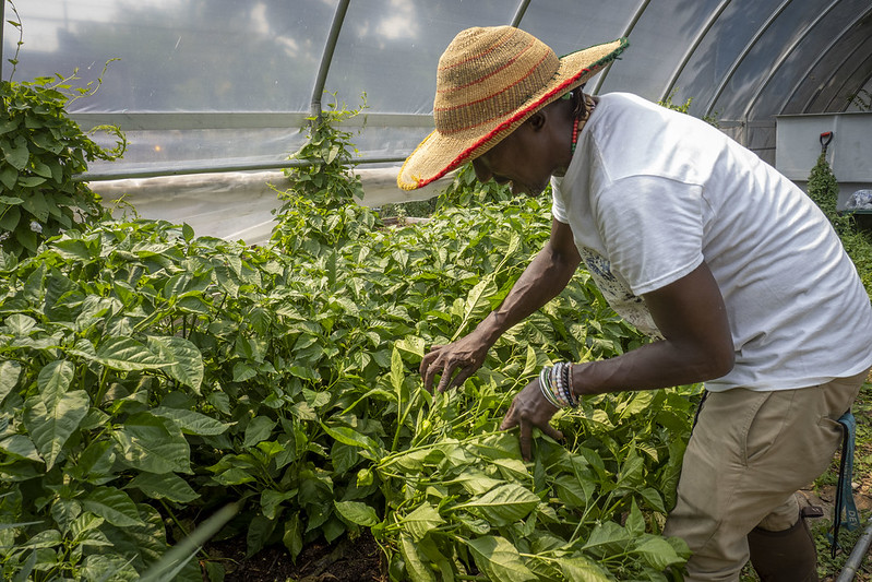farmer inspecting plants in greenhouse