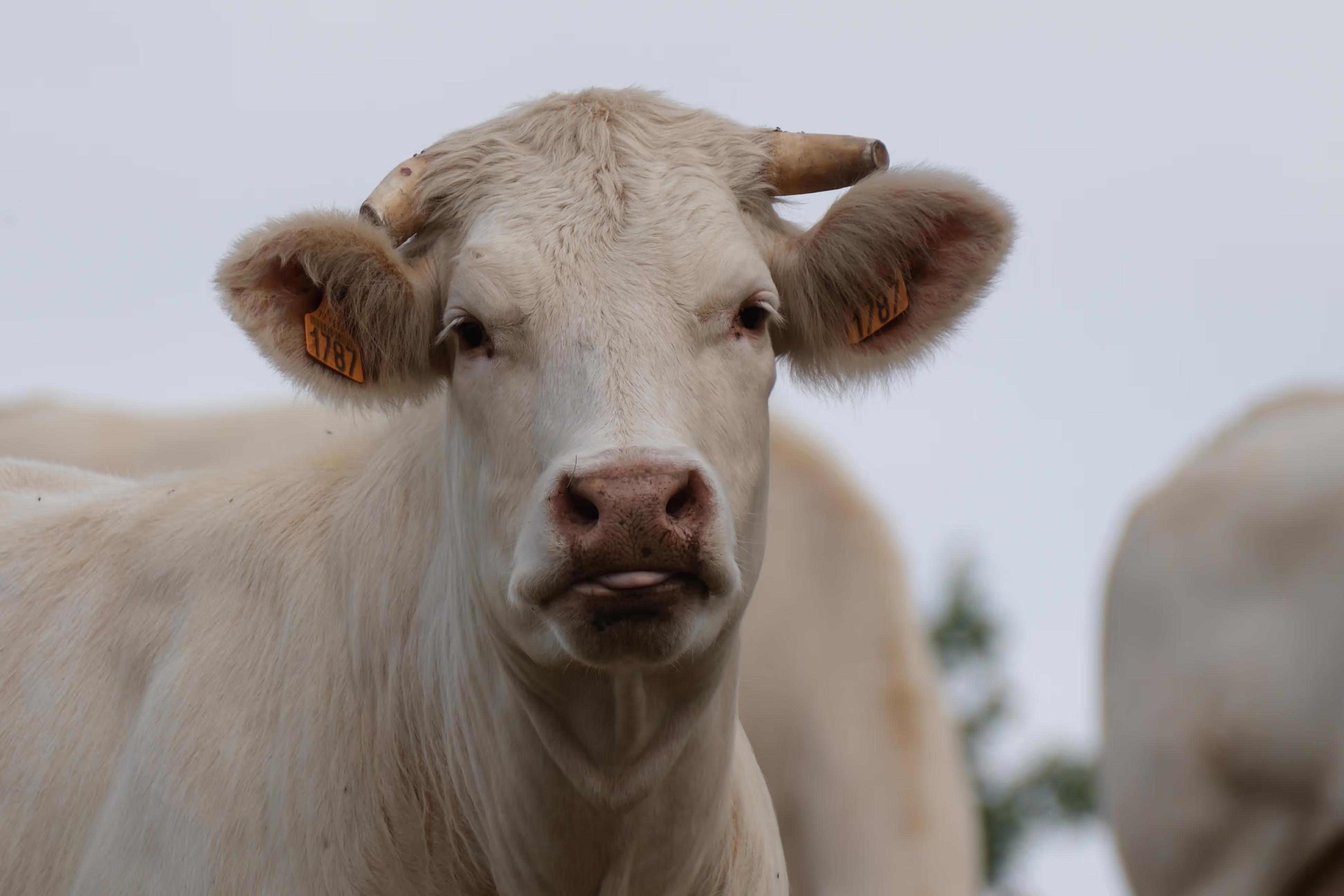 Close-up of a light-colored cow with small horns and ear tags numbered 1787, looking directly at the camera.