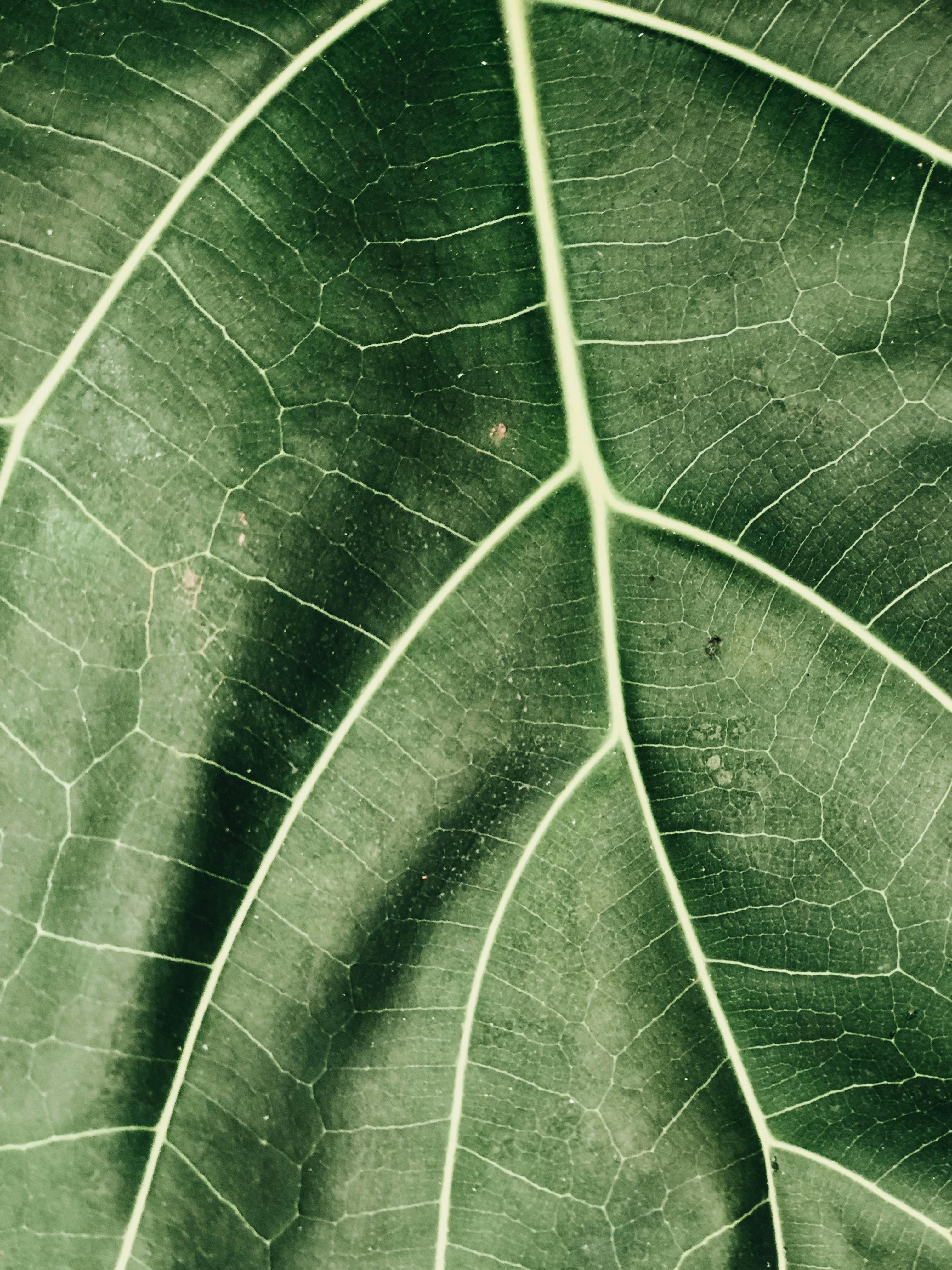 Close-up view of a green leaf showing its detailed vein patterns.
