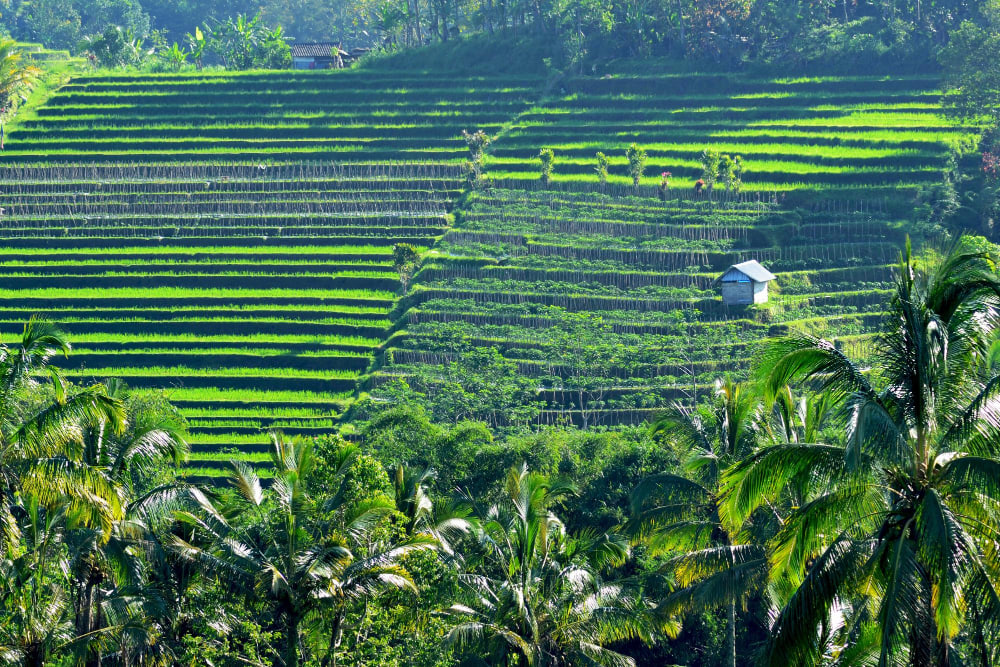 Tabanan rice terraces