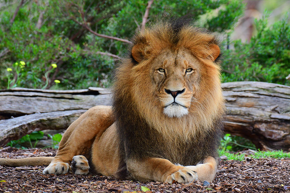 Lion