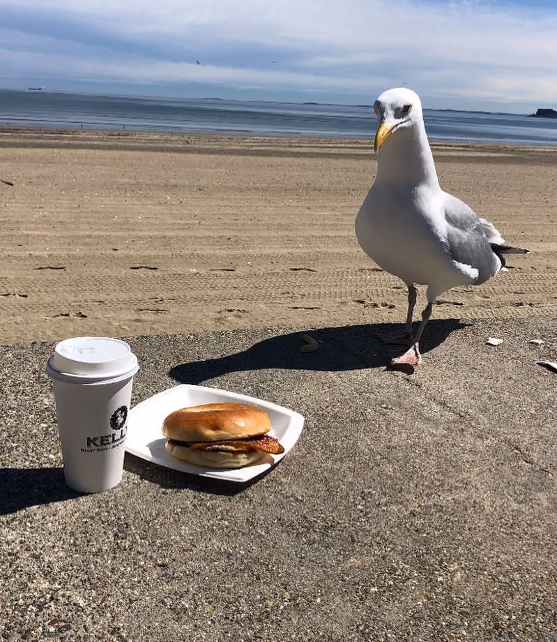 Seagull standing on a concrete ledge near a coffee cup and bacon sandwich by the beach.
